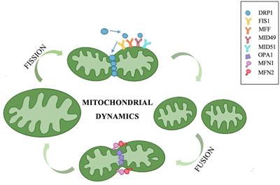 Impacts of impaired mitochondrial dynamics in hearing loss: Potential therapeutic targets